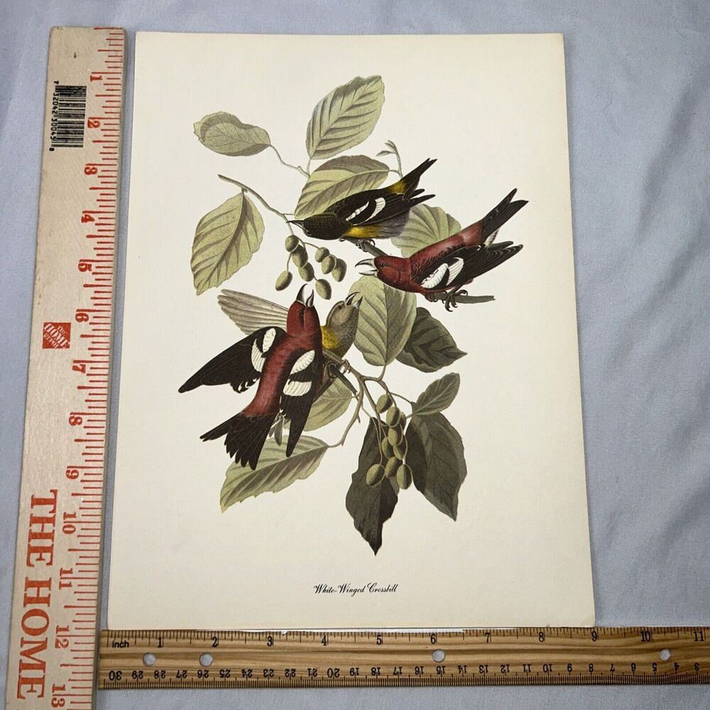 White-winged Crossbill Print Roger Peterson Lithograph Audubon Birds of America